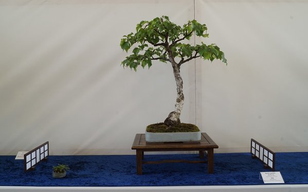 Unaufgeregter Baum mit leichter Bewegung im Stamm. Gut entwickelte Hauptäste; Verzweigung hat noch Reserven. Krone etwas flach geraten und so wenig birken-typisch. Schale ist große Klasse.