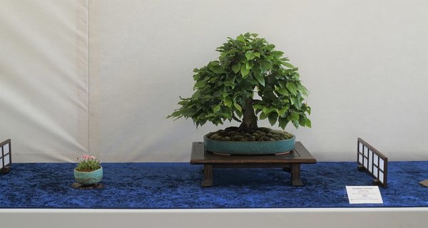 Hübsche Hainbuche im Chuhin-Format. Feine Schale.