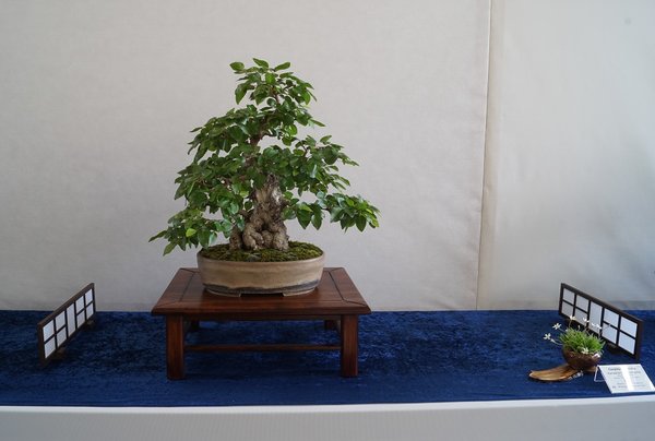 Coreana mit dickem Fuß. Verzweigung erst am Anfang. Vielleicht insgesamt ein wenig zu hoch. Schale von der Farbgebung nahezu ideal.