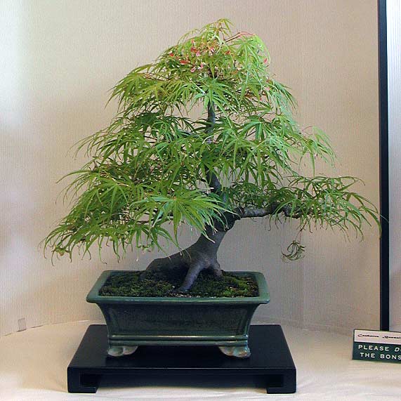Acer palmatum, Japanischer Ahorn