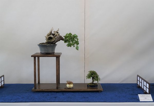 Chuhin-Präsentation mit beeindruckendem Hauptbaum (P. mahaleb). Qualität des Regals kann mit der des Baums nicht mithalten und schwächt den Gesamteindruck erheblich. Abstände zwischen den einzelnen Komponenten stimmen nicht: zu eng.