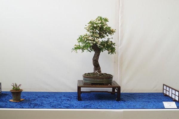 Toll die Blüte erwischt. Sehr annehmbarer Baum, der sehr sauber präsentiert wird.