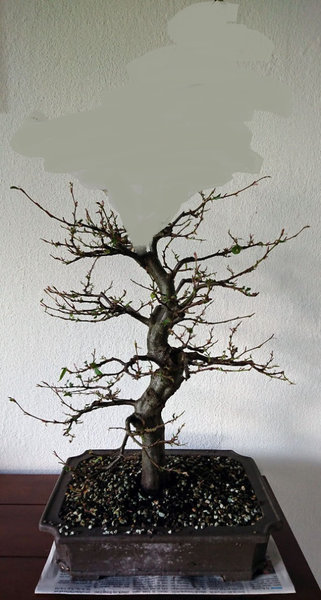 hainbuche.JPG