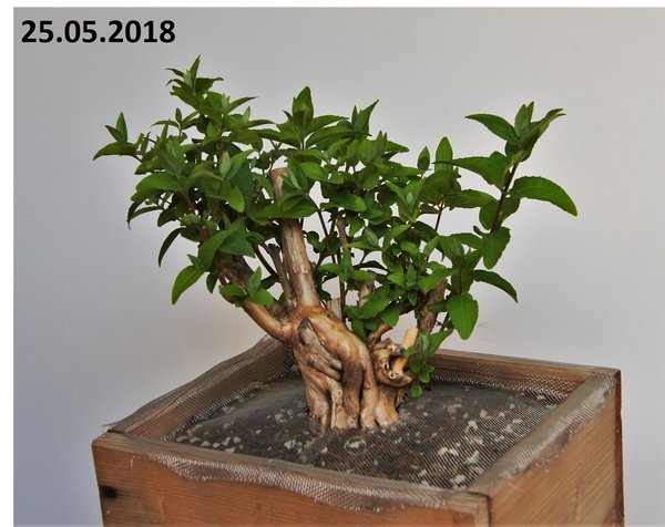 SOmmerjasmin2a.jpg