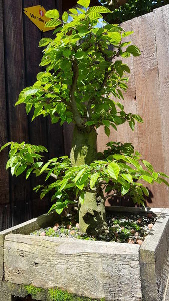 Carpinus2018.jpg