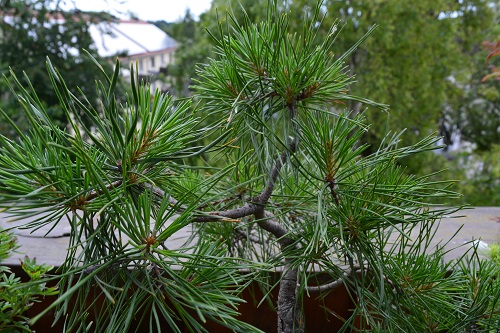 DSC_0324.jpg