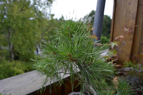 DSC_0330.jpg
