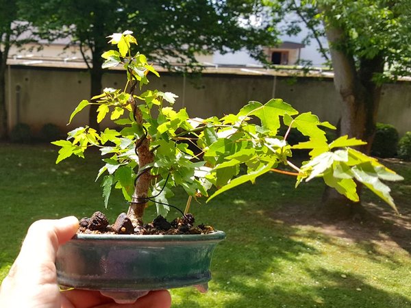 20180527_121919.jpg