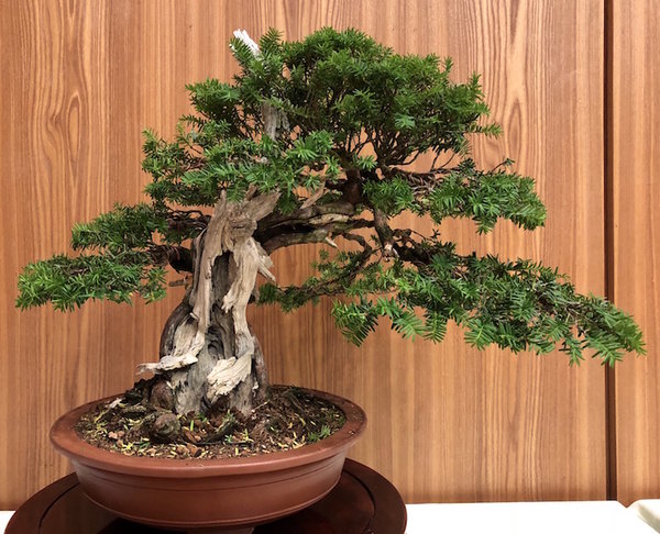 Taxus