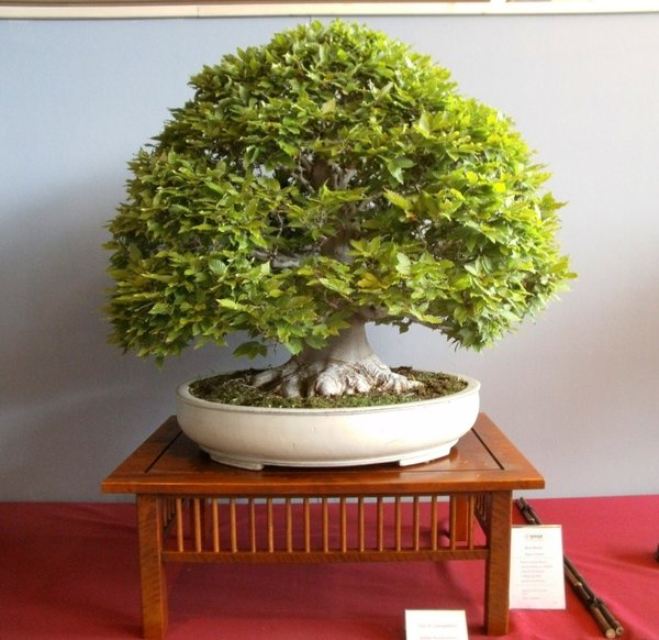 40 Jahre BCD, Augsburg Mai 2018 006_b.jpg
