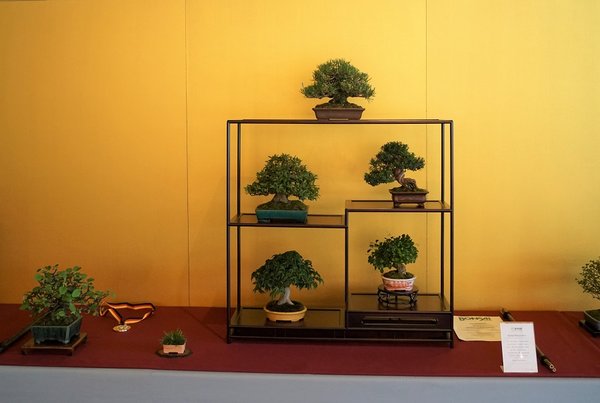 Gold Shohin: Peter Schwarzer