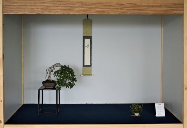 Gold Chuhin: Ivo Drüge Carpinus coreana