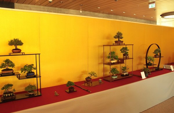 shohin 02.JPG