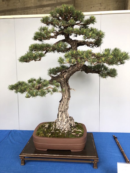 Kiefer mit gigantischem Stammansatz