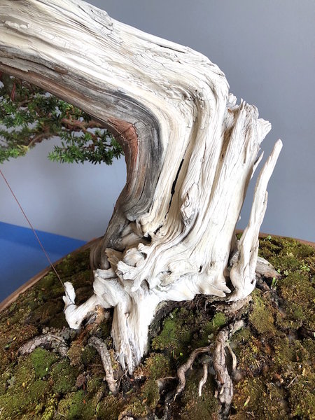 Taxus-Totholz