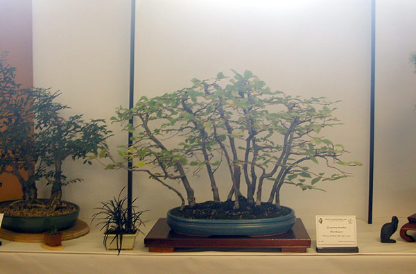 Europäische Hainbuche, Carpinus betulus