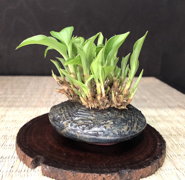 Mini-Hosta seit 4 Jahren in Ufo-Schale