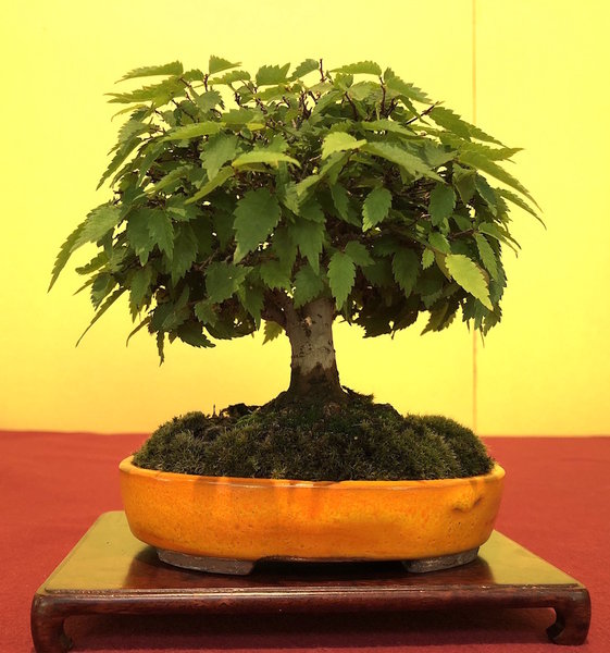 Mini-Zelkova mit winzig kleinen Blättern, Schale in kräftigem orange.