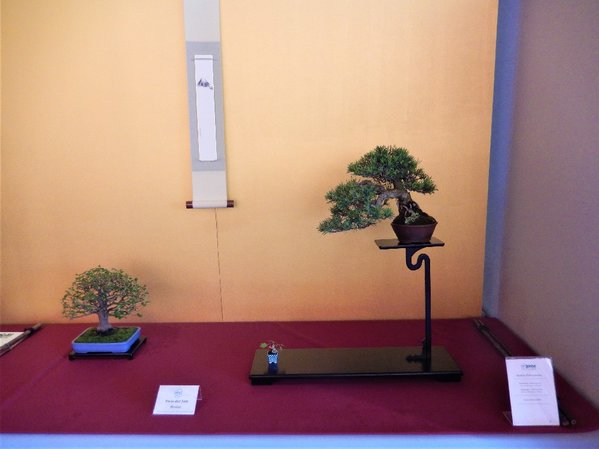 3er Shohin Präsentation, Sylvestris + Celtis