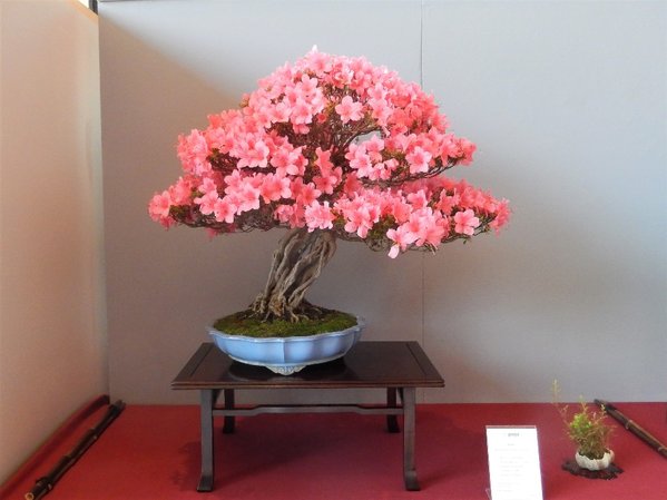 Chinzan Wurzelstamm von Lotte