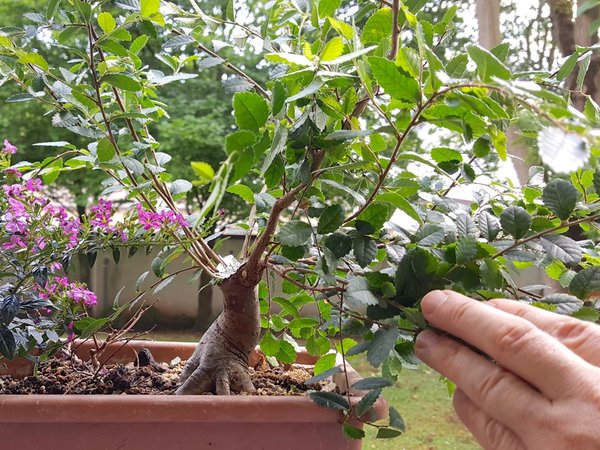 20180604_154515.jpg