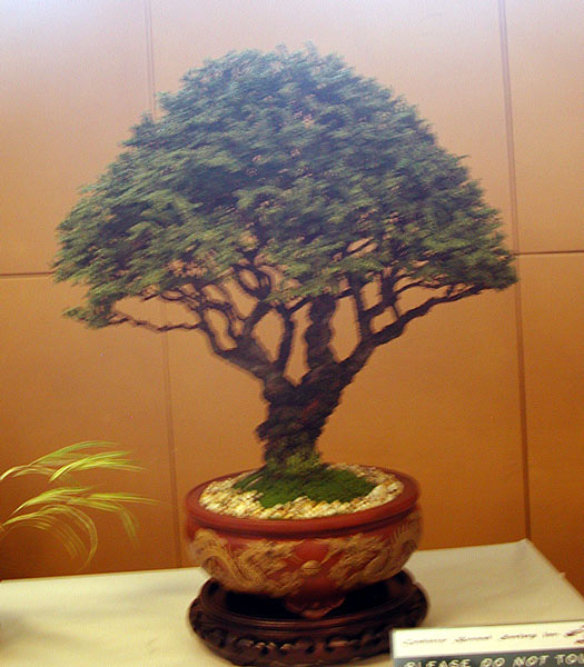 Chinesische Ulem, Zwergform