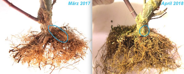 gleiche Datei nicht verlinkt, kann größer geklickt werden
