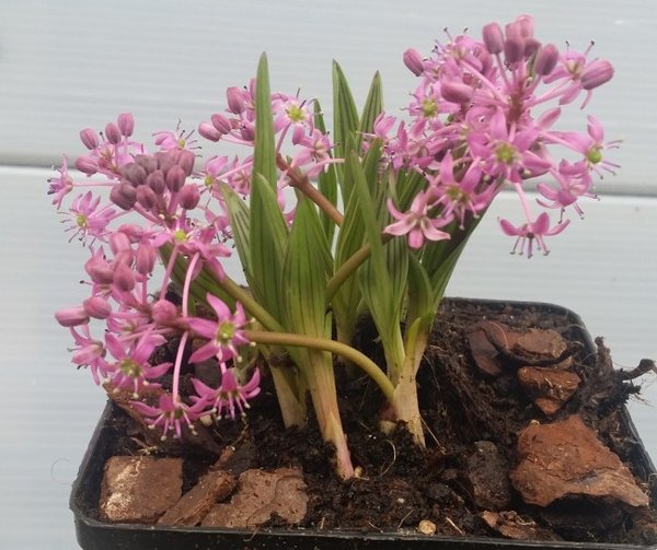Ledebouria cooperi-01x.jpg