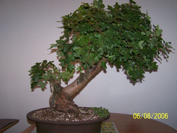 100_0316 ahorn 600x400.jpg