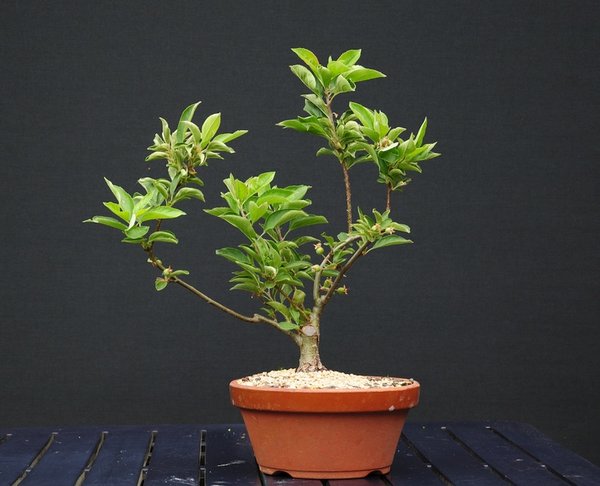 Zierapfel "Pomzai"