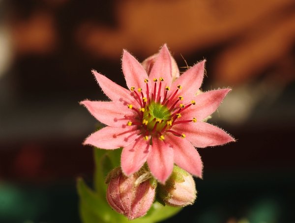 DSC_1184.jpg