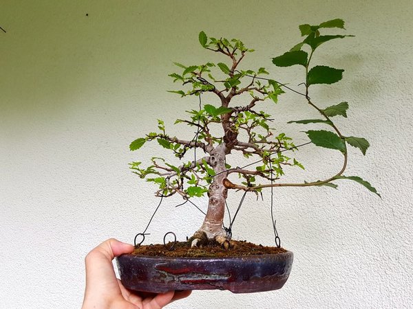 20180612_102057.jpg