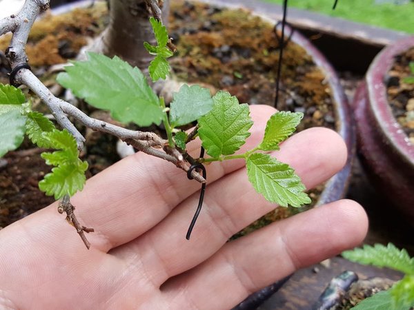 20180612_102200.jpg