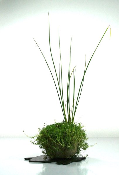 Sternmoss, das Seddum ist verschwunden, dafür hat sich wohl eine Binse ausgesäht