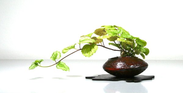 irgendein Unkraut aus dem Garten, Schale Marc Berenbrinker