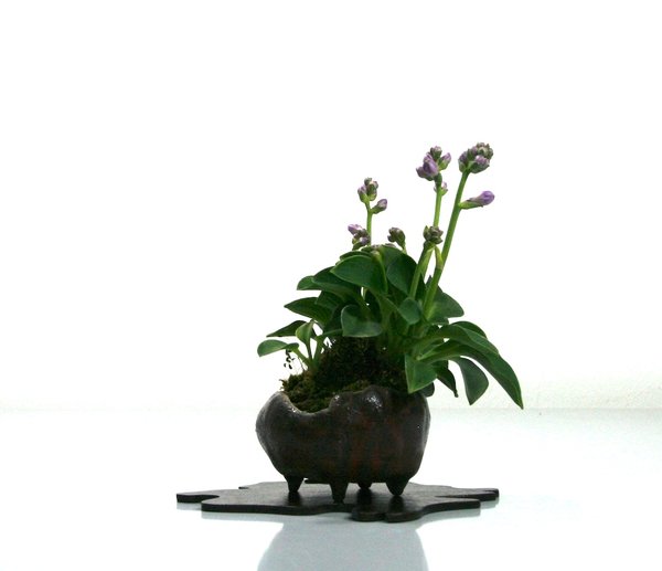 Hosta Mouse Ears, Schale F.M., im 3ten Jahr