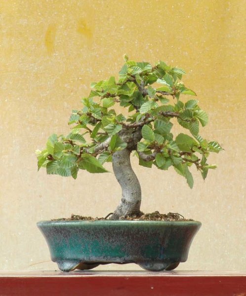 Buche-mini0618A.jpg