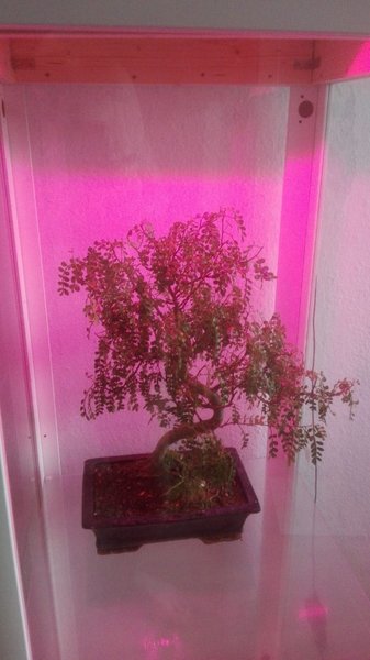 IMG-20180614-WA0002.jpg