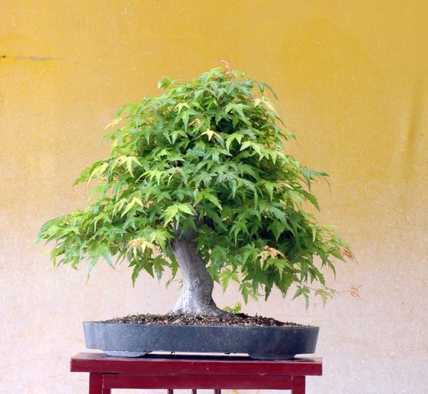 Palmatum0618A.jpg