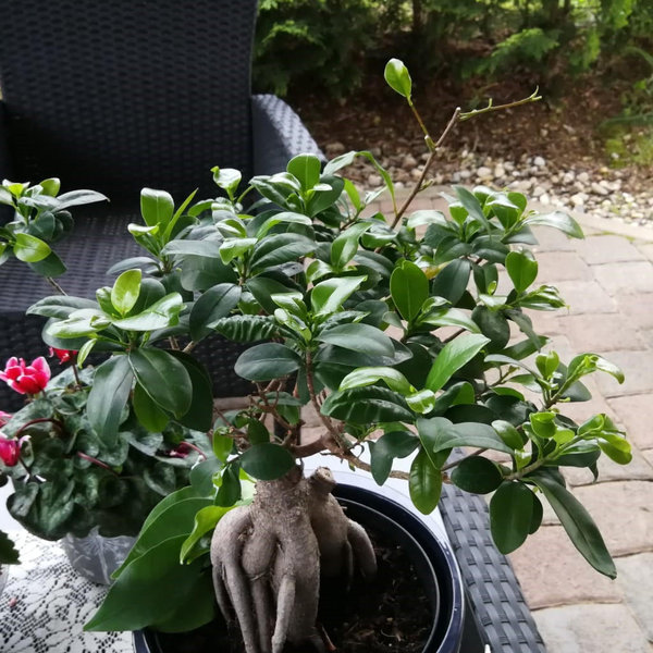 Ficus 1.jpeg