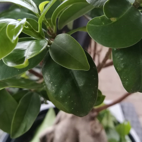 Ficus 7.jpeg