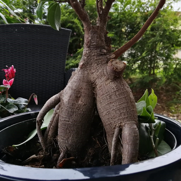 Ficus 5.jpeg