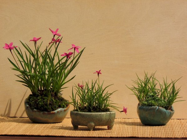 Rhodo kl II.jpg