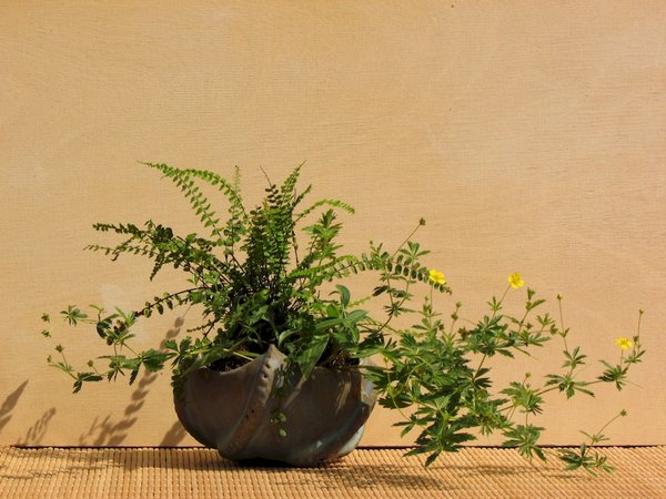 Asplenium trichomanes, Zwergfunkie, Fünffingerkraut