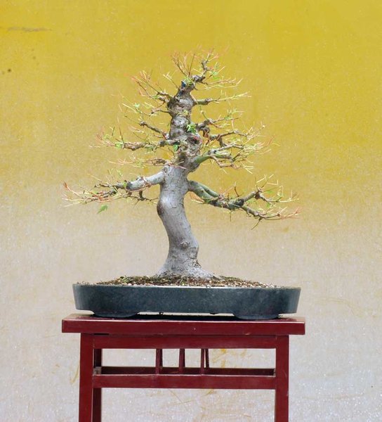 Palmatum0618after.jpg