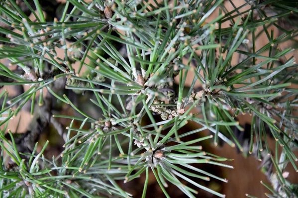 Detailansicht der Knospen im November 2017. Leider hat der Baum bloß eine Knospe pro Zweig gebildet.