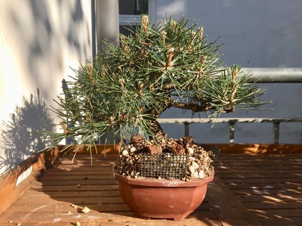 Meine Pinus thunbergii Ende Mai 2018