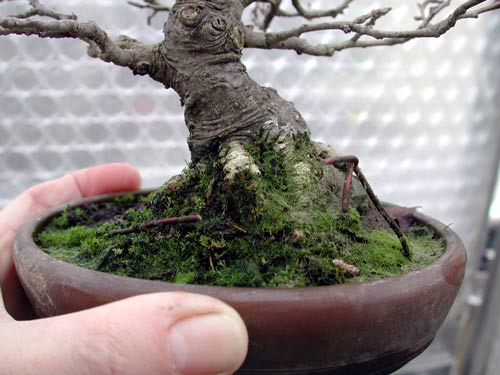 Wenn ein Baum angewachsen ist, kann der Draht weggeschnitten werden. Vor allem dann, wenn er, bedingt durch das Wachstum des Baumes, droht, Druckstellen auf den oberirdischen Wurzeln zu hinterlassen. 
<br />In diesem Fall verhindert der nach innen geformte Ran