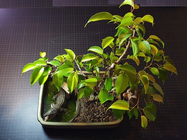 20180623_203622.jpg