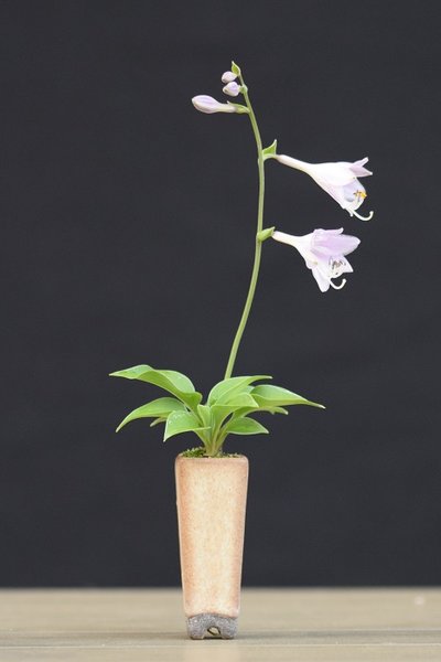 Hosta 1